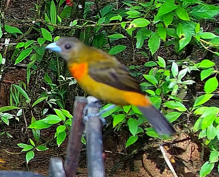 Tangara flamboyant
