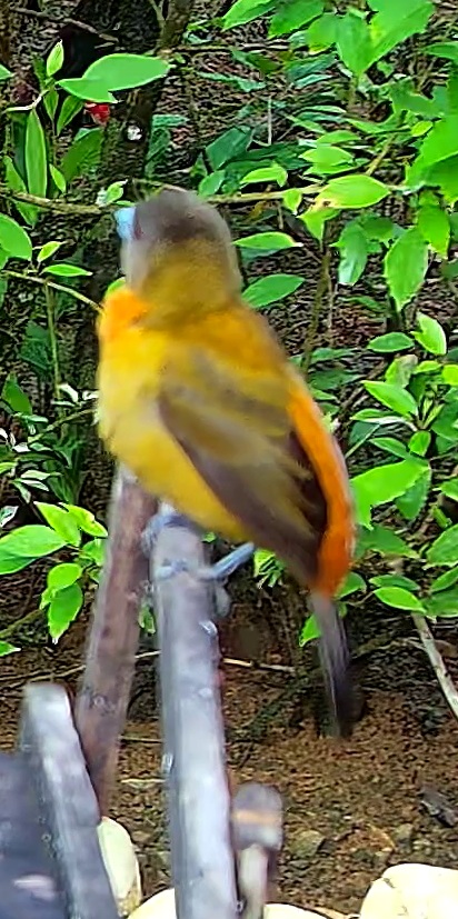 Tangara flamboyant