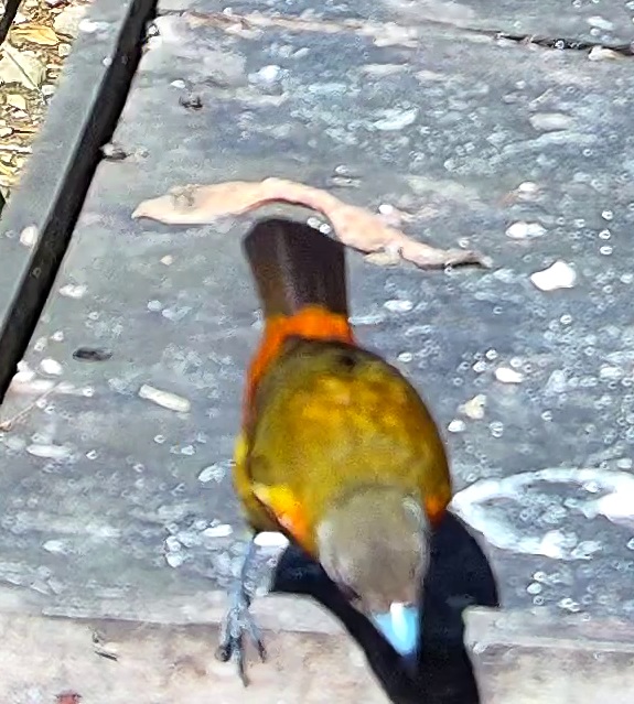 Tangara flamboyant