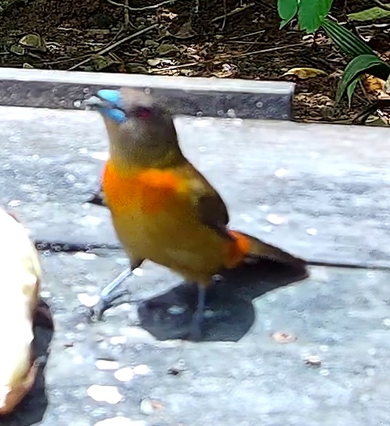 Tangara flamboyant