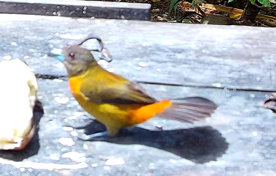 Tangara flamboyant