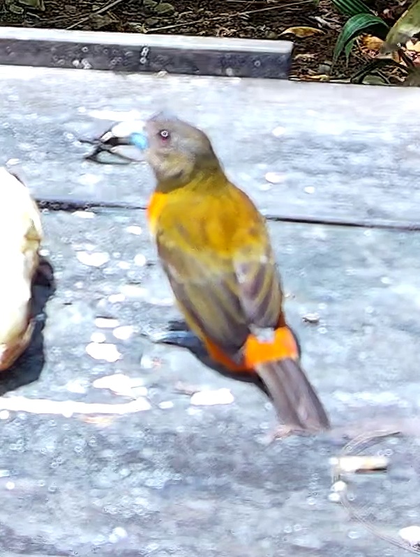 Tangara flamboyant