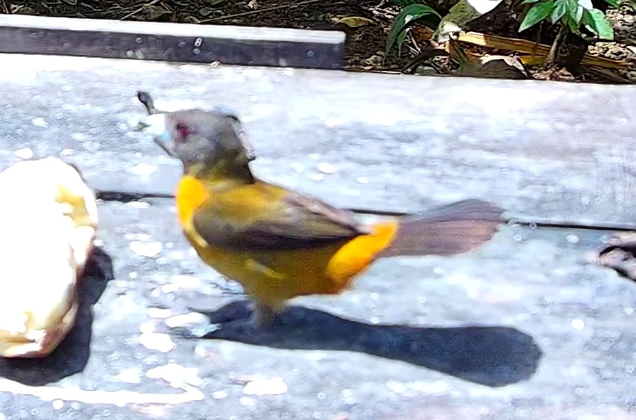 Tangara flamboyant