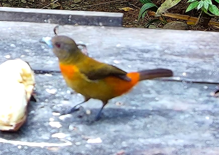Tangara flamboyant