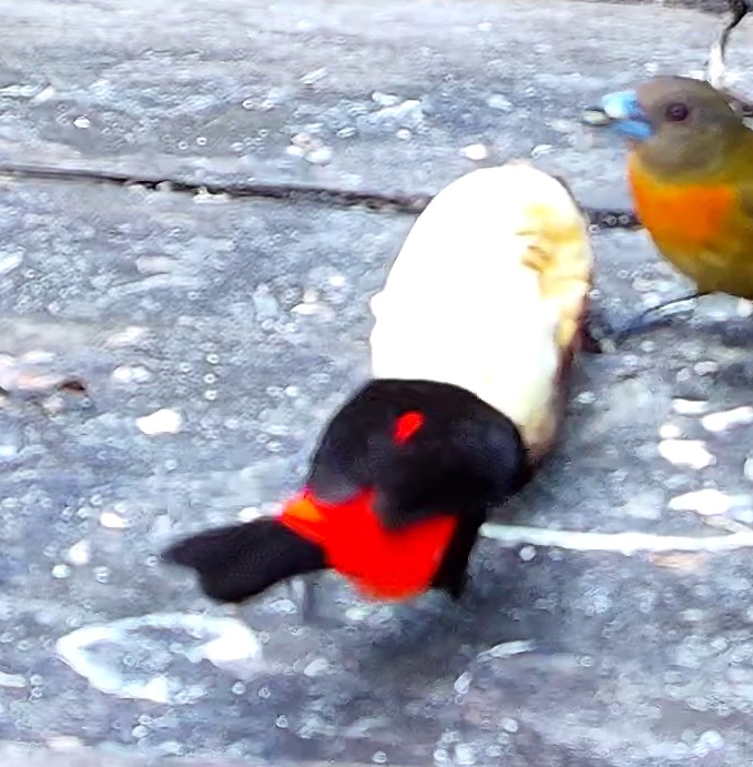 Tangara à dos rouge