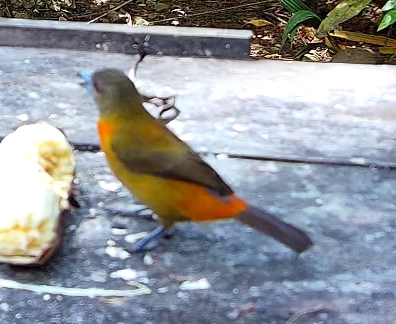 Tangara fourchu