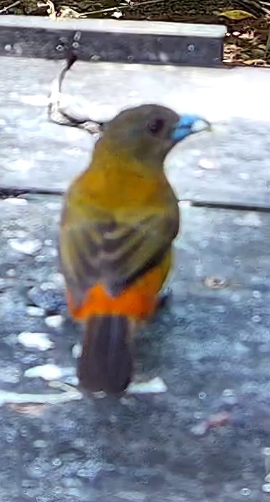 Tangara à dos rouge