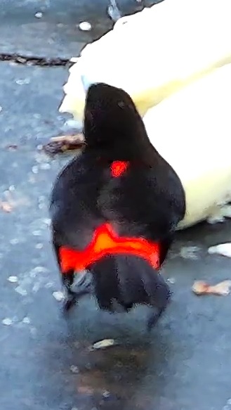 Tangara flamboyant