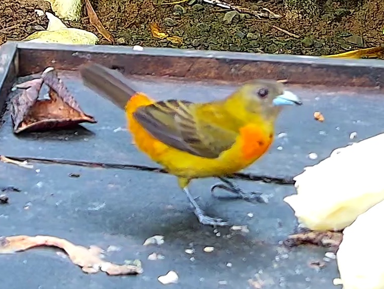 Tangara flamboyant