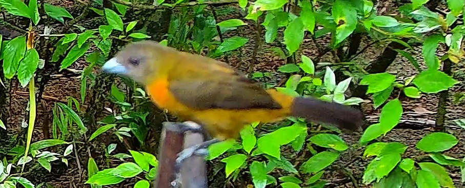 Tangara flamboyant