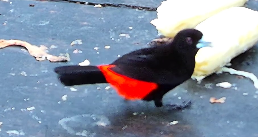 Tangara du Costa Rica