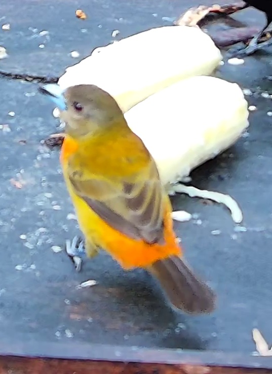 Tangara flamboyant