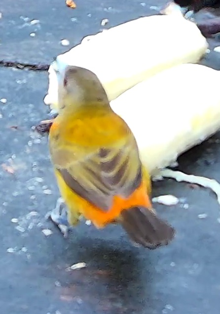 Tangara flamboyant