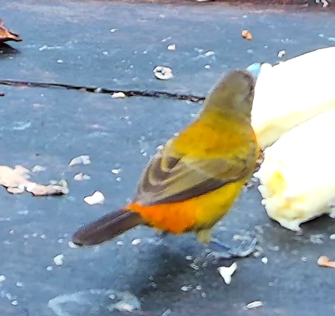 Tangara flamboyant