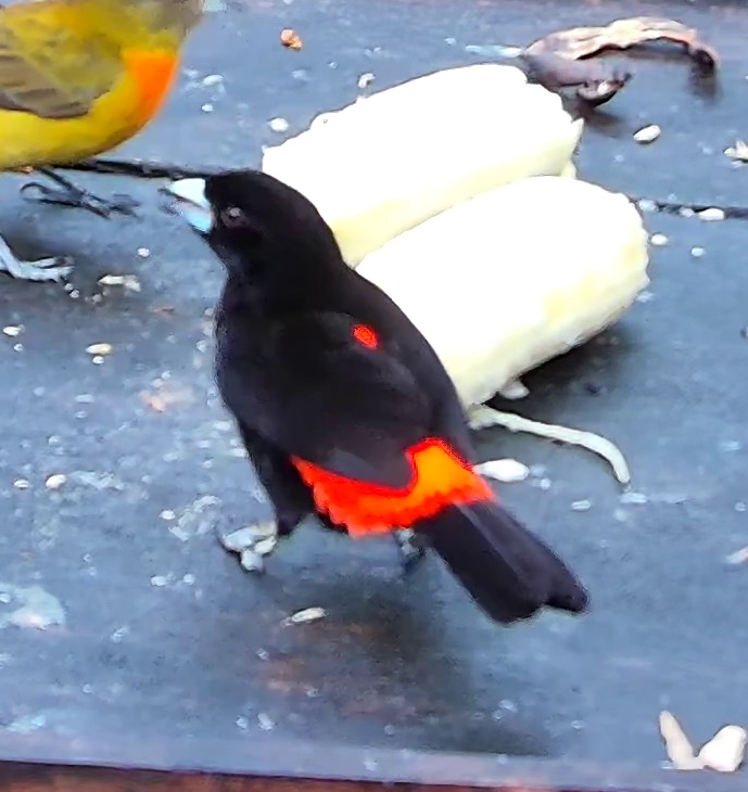Tangara flamboyant