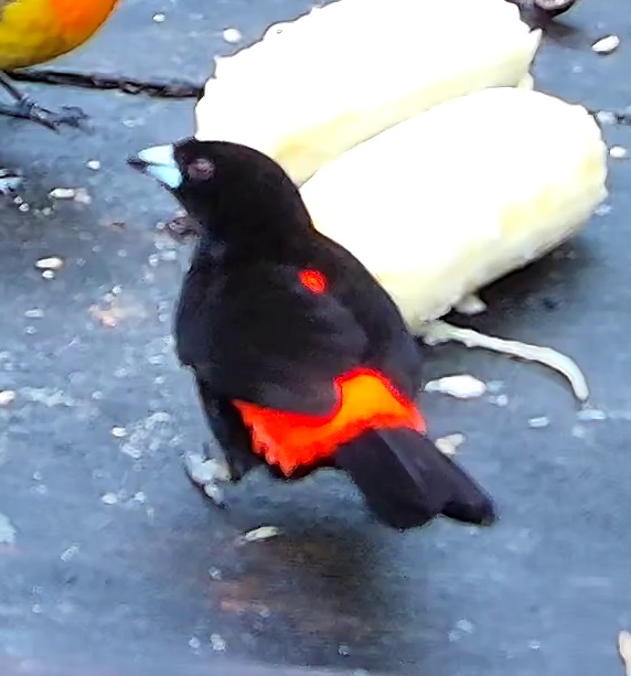 Tangara flamboyant