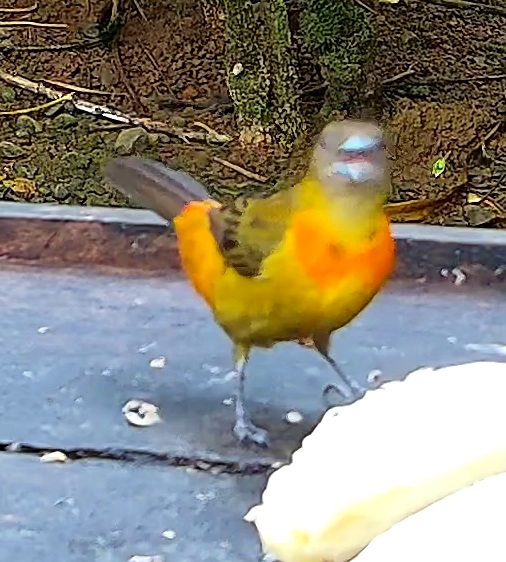 Tangara flamboyant