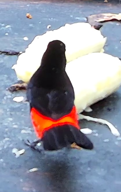 Tangara du Costa Rica