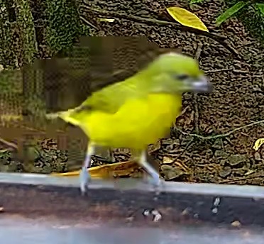 Organiste à calotte jaune