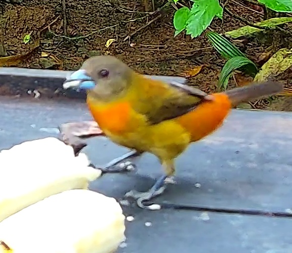 Tangara flamboyant