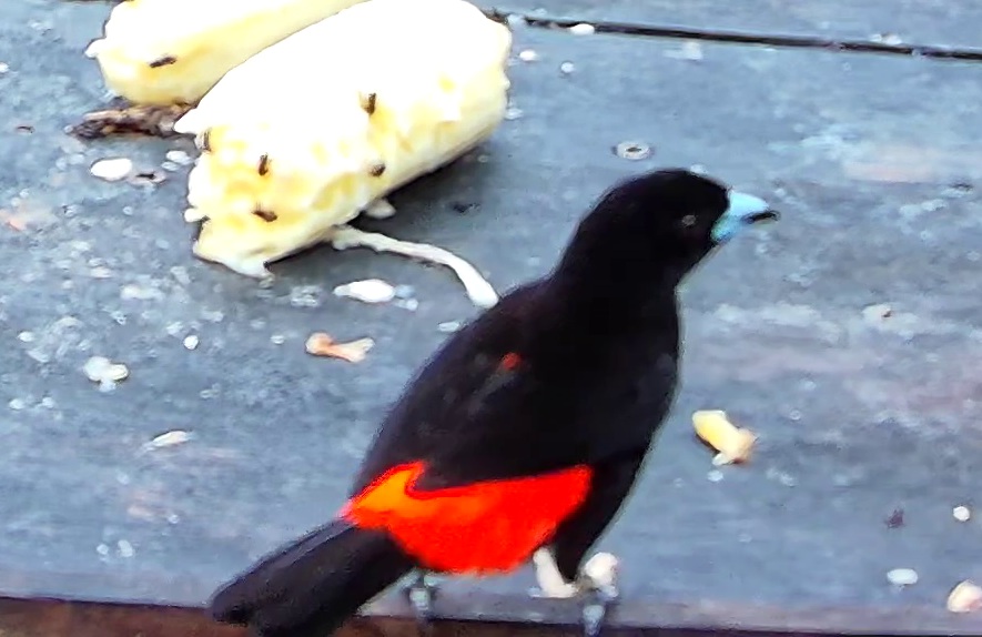 Tangara flamboyant
