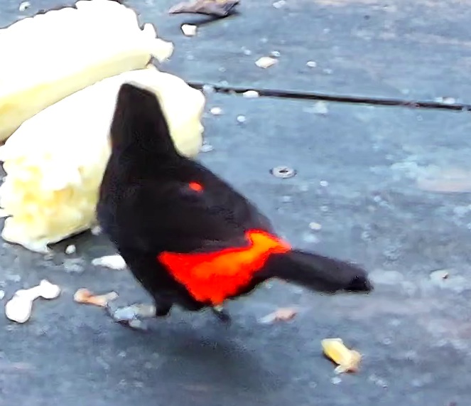 Tangara flamboyant