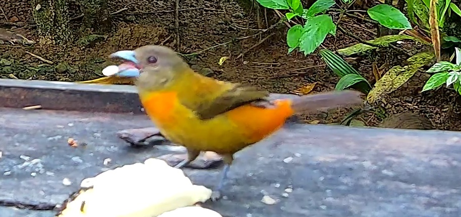Tangara flamboyant