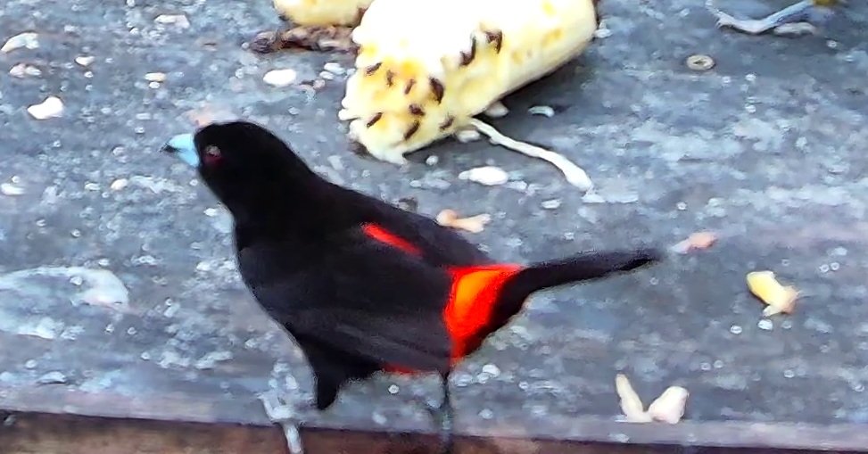 Tangara flamboyant