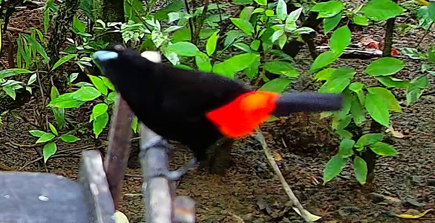 Tangara flamboyant