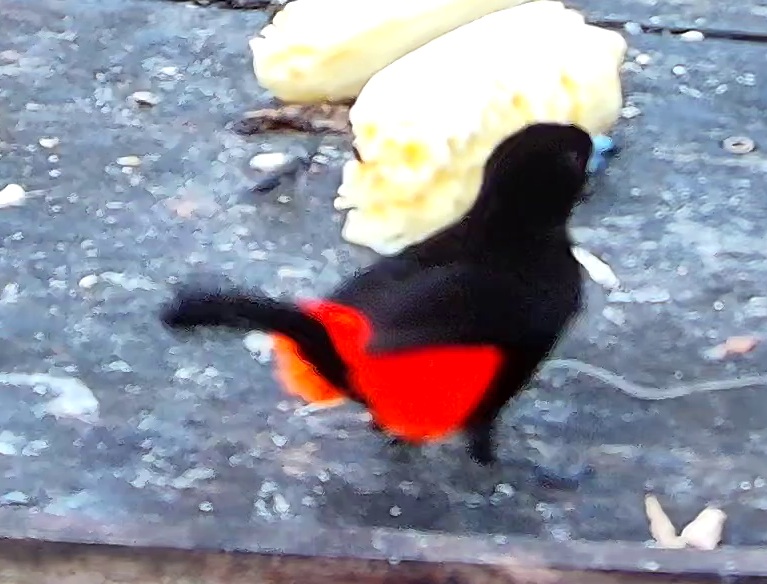Tangara à dos rouge