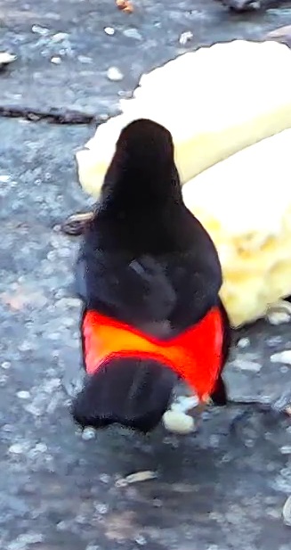 Tangara à croupion rouge