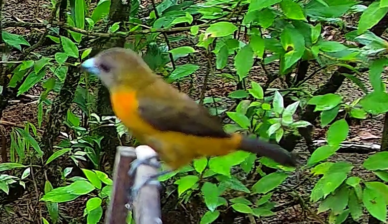 Tangara flamboyant
