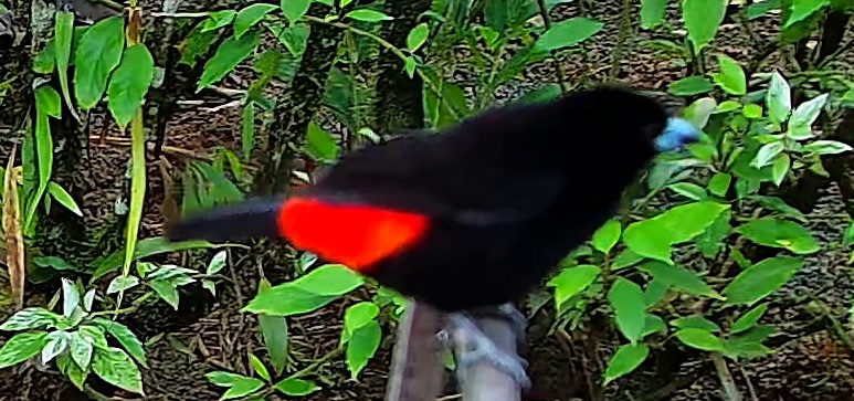 Tangara à croupion rouge