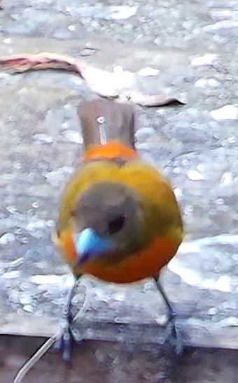Tangara à dos rouge