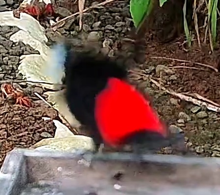 Tangara ceinturé