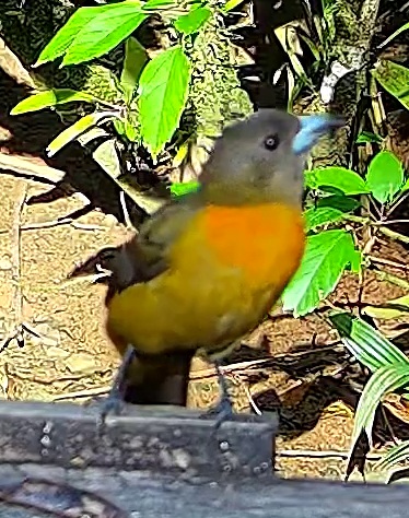 Tangara flamboyant