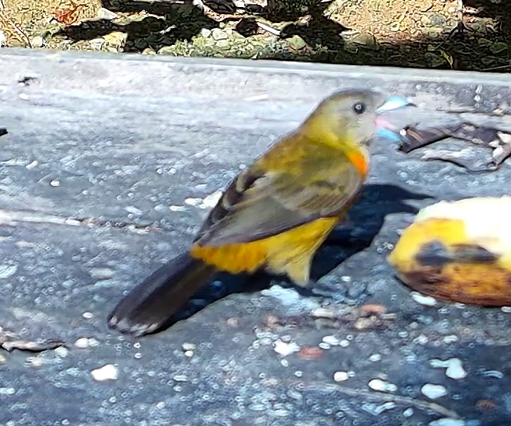 Tangara flamboyant
