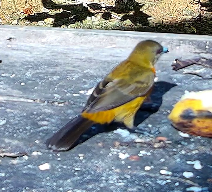 Tangara flamboyant