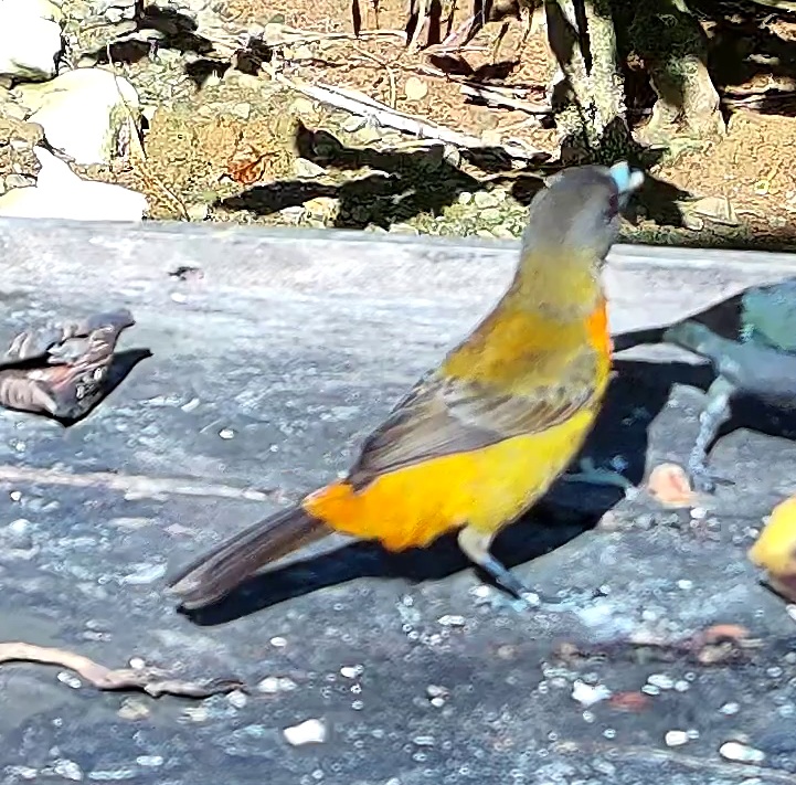 Tangara flamboyant