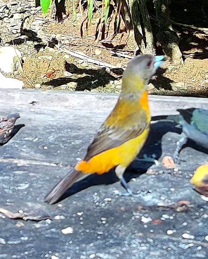 Tangara flamboyant