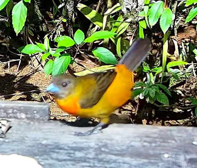 Tangara du Costa Rica