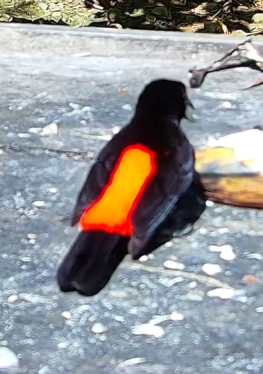 Tangara flamboyant