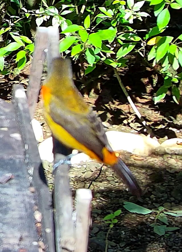 Tangara flamboyant