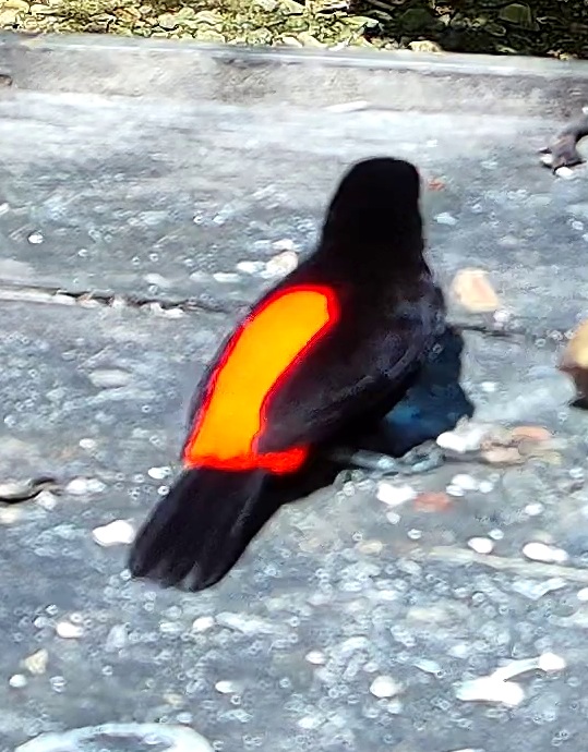 Tangara flamboyant