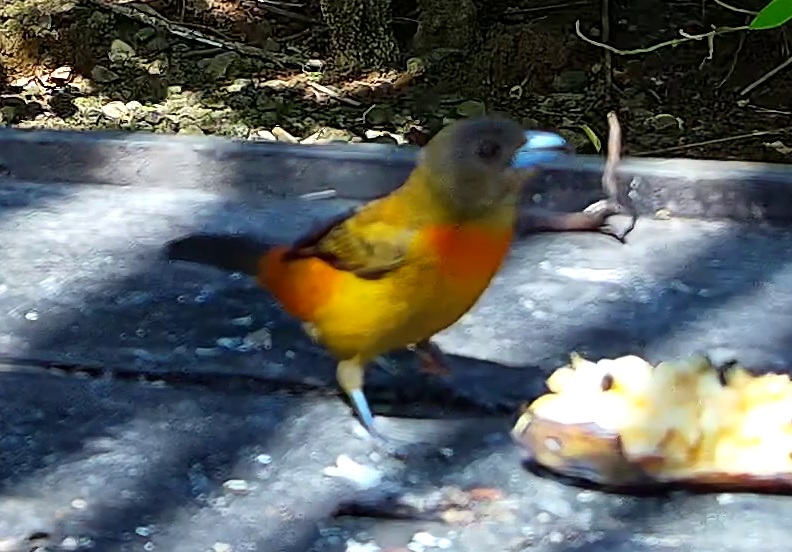 Tangara flamboyant