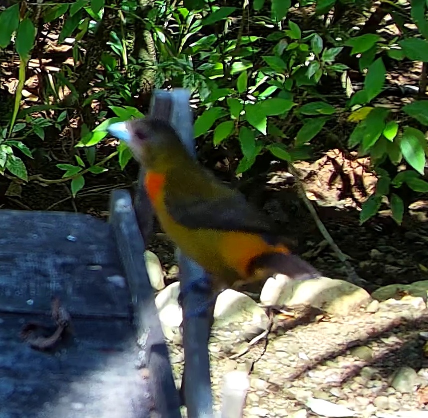Tangara flamboyant