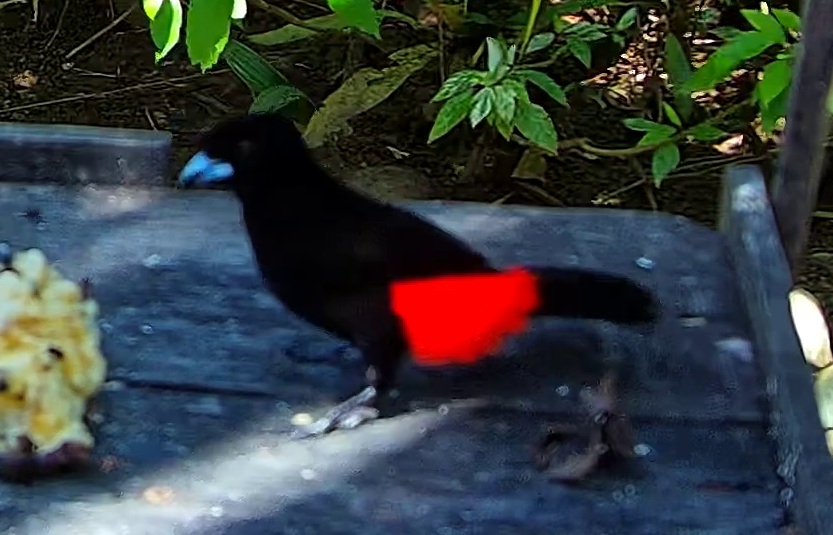 Tangara à croupion rouge