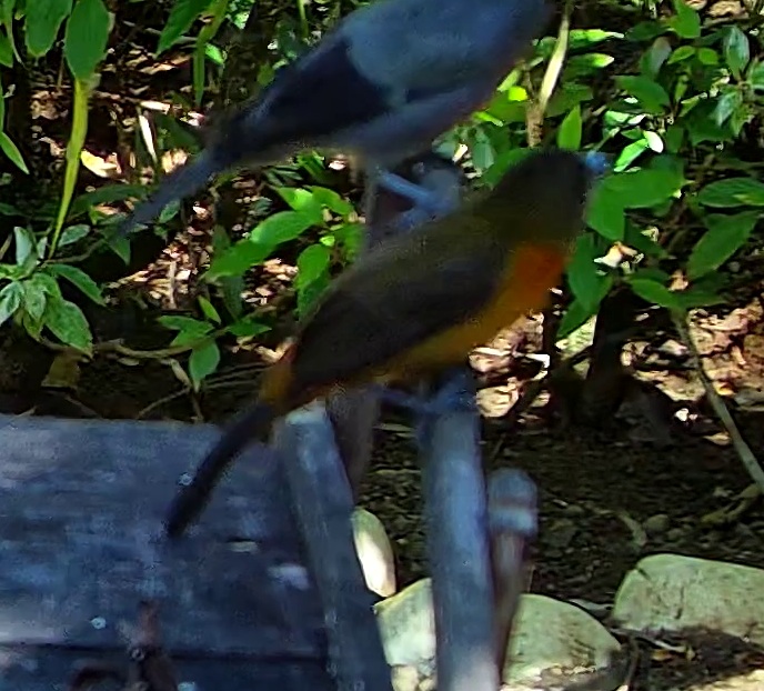 Tangara flamboyant