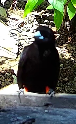 Tangara du Costa Rica