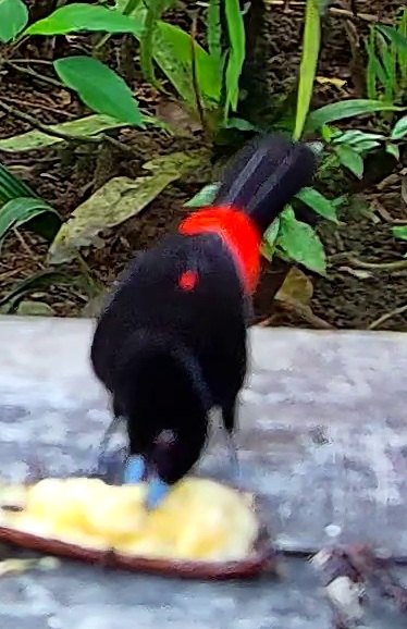 Tangara flamboyant
